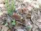 Bordás serleggomba (Helvella acetabulum), Budai-hegység